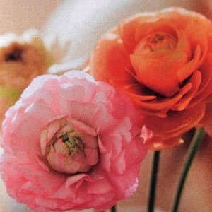 頂級象牙卡420um±20um