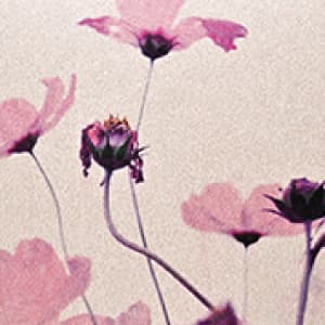 常見邀請卡套組(星幻紙)